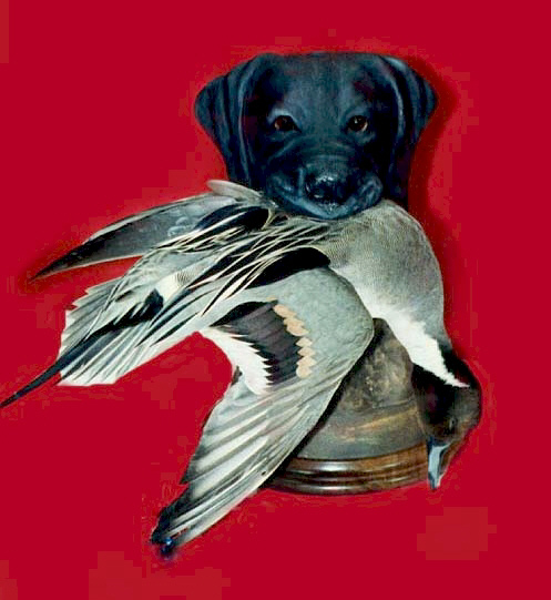 Black Lab with Pintail Drake