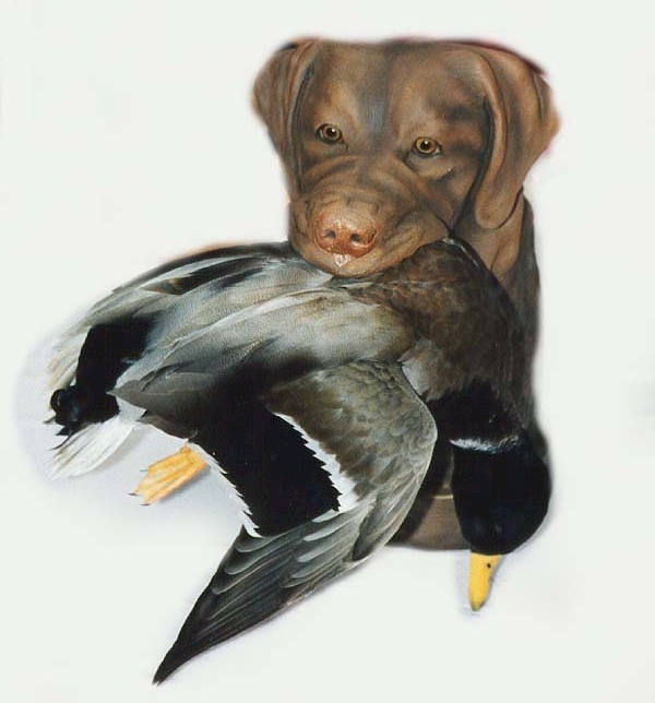 Chocolate Lab with Mallard Drake